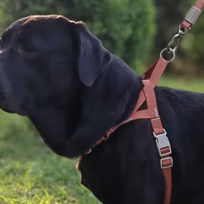 Harnais pour chien