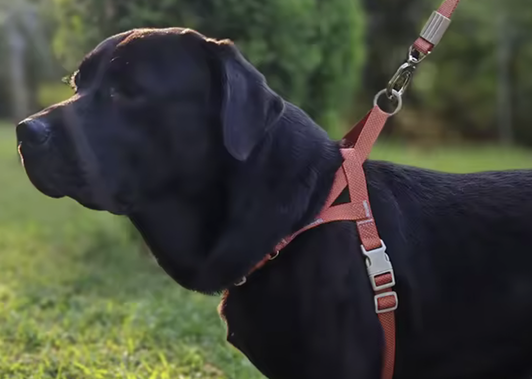 Harnais pour chien